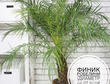 Крупномерные растения в нашем ассортименте! 